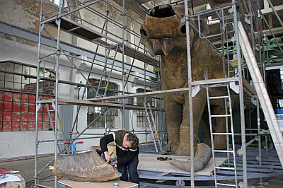 Modell des Waltelefanten beim Aufbau in der Braunsbedraer Pfännerhall