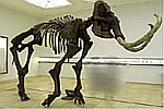 Mammut von Pfännerhall